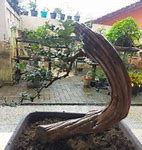 Bonsai Serut Taman Terbaik